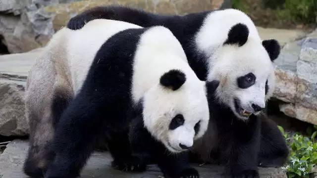 两只大熊猫成澳洲红十字会血液协会“宣传大使”